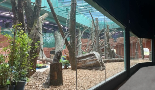 Zoo Prag Troja – Gorilla Pavillon